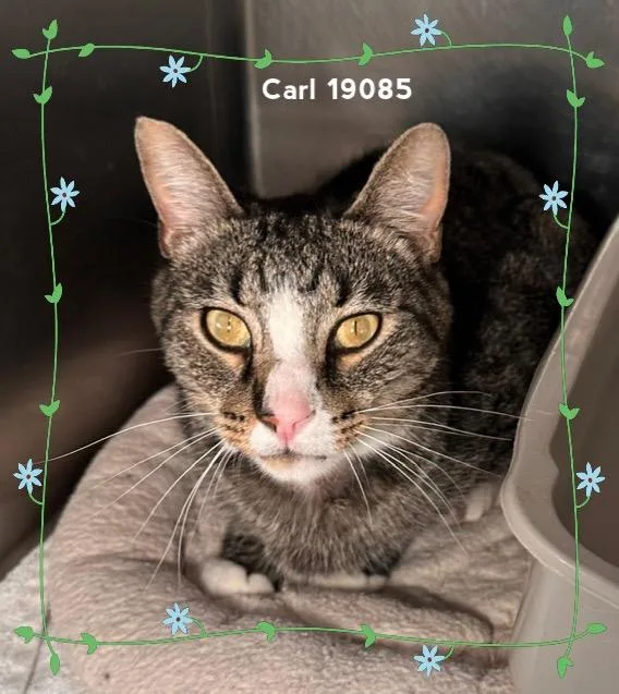 An adult medium-sized male Tabby (Tiger Striped) Domestic Medium Hair cat named Carl for adoption in Marietta, GA