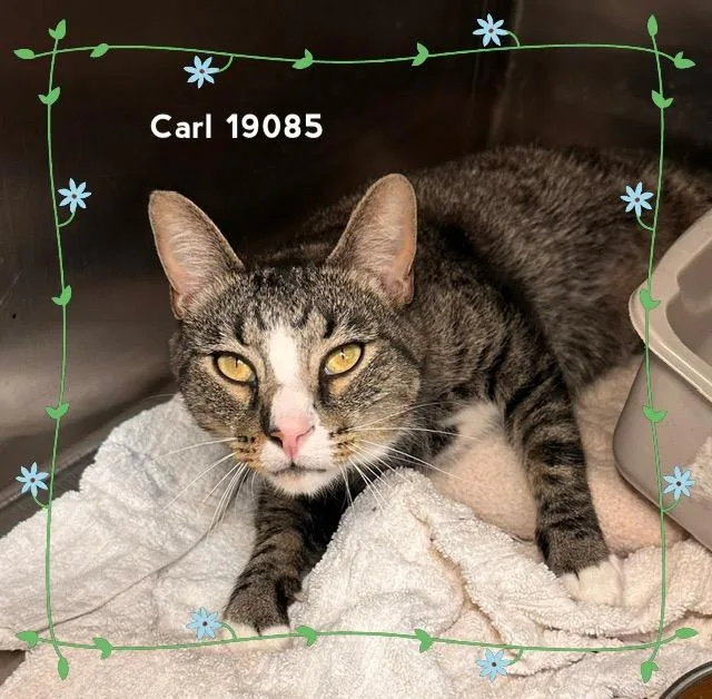 Carl thumbnail 3