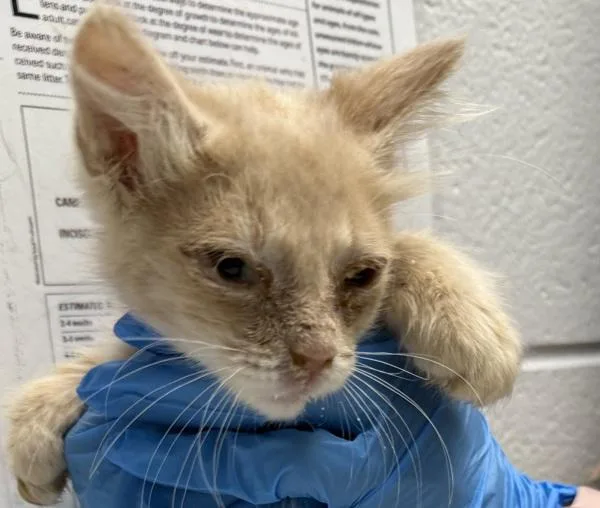 A baby small-sized male Domestic Short Hair cat named QTee for adoption in Golden, CO