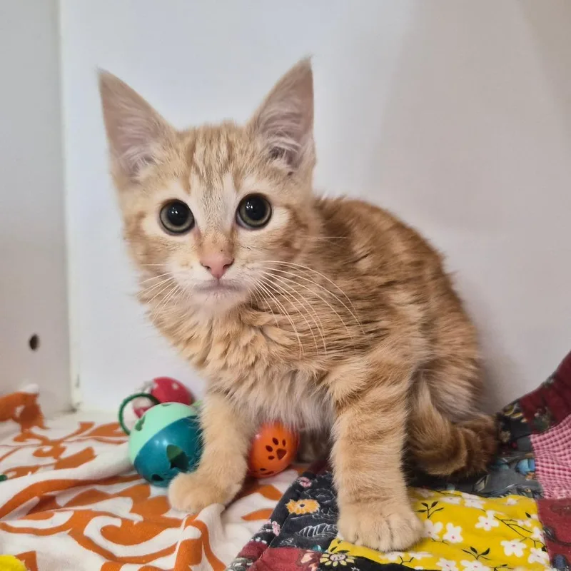 Juno