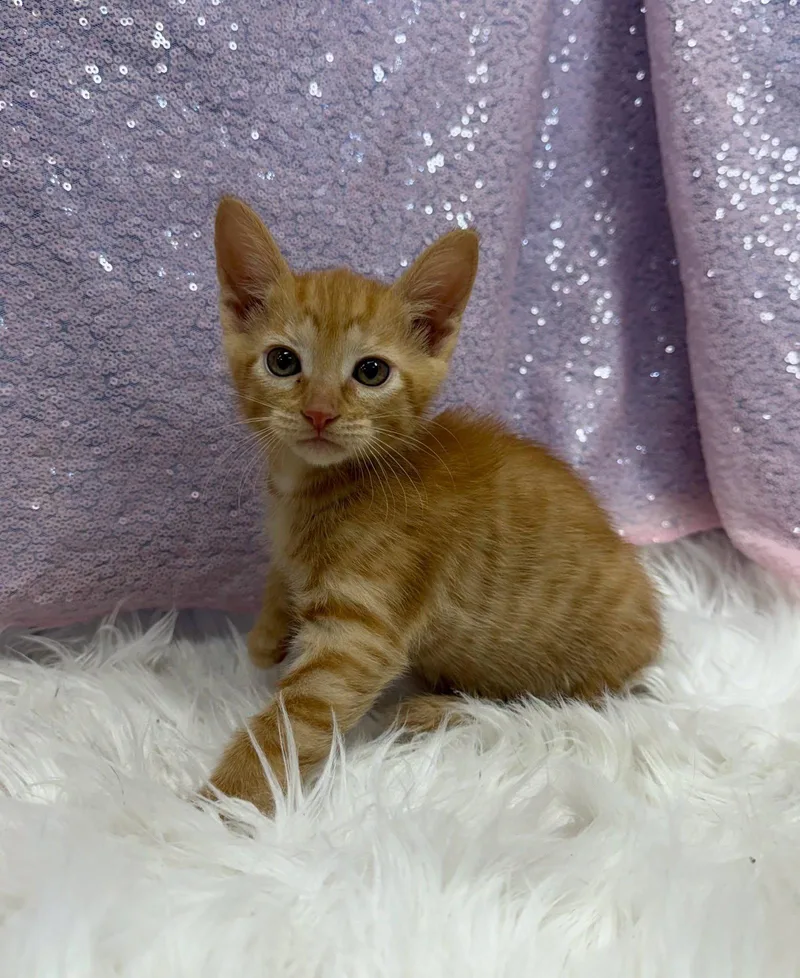 A young medium-sized female Orange / Red Domestic Short Hair cat named Lynx for adoption in Clarkesville, GA
