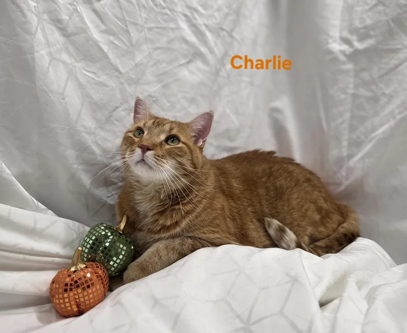A young medium-sized male Tabby (Brown / Chocolate) Domestic Short Hair cat named Charlie for adoption in Whitewater, WI