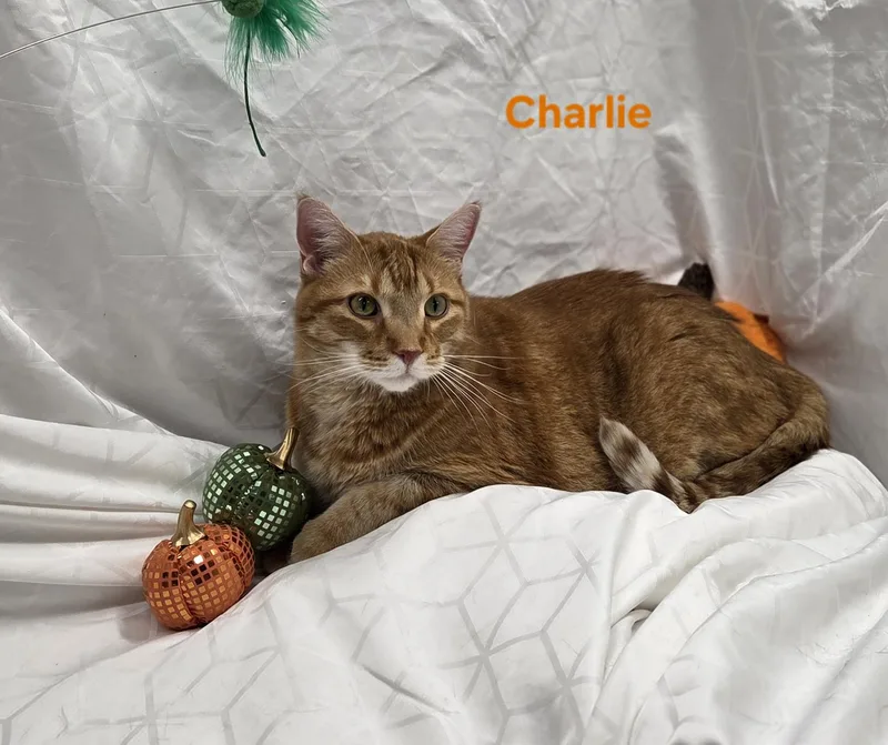 Charlie thumbnail 2