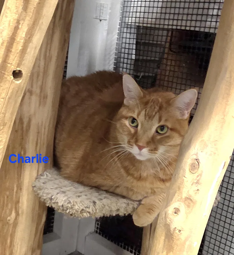 Charlie thumbnail 4