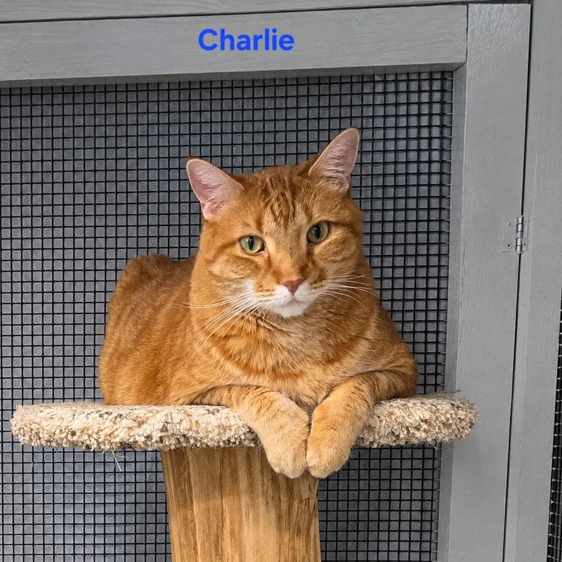 Charlie thumbnail 5