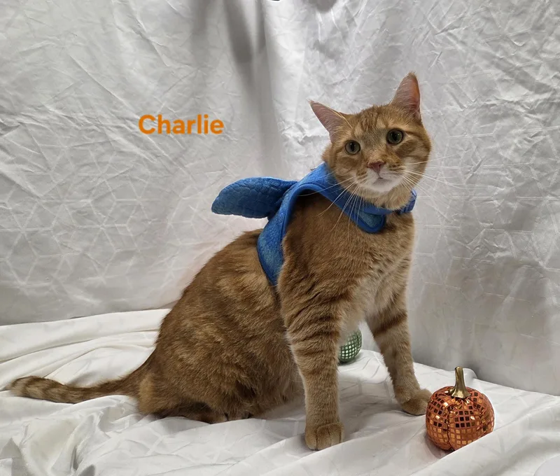 Charlie thumbnail 6