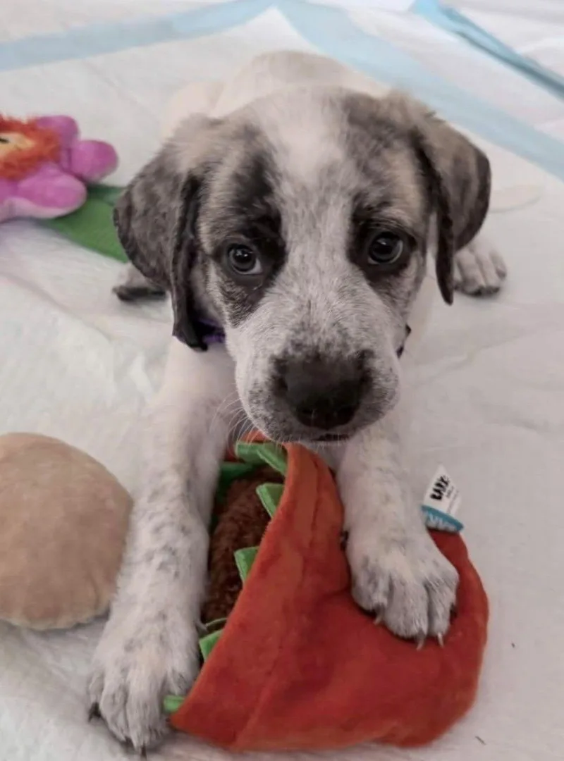 A baby medium-sized male Great Pyrenees dog named Lennon for adoption in Cliffwood, NJ