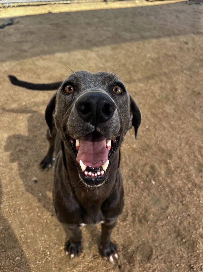 An adult medium-sized male Mixed Breed dog named Lucky for adoption in Georgetown, TX