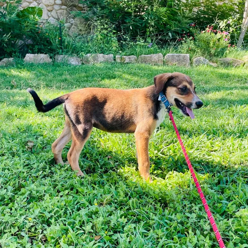 A baby medium-sized male Red / Chestnut / Orange Black Mouth Cur dog named Wrangler for adoption in Boerne, TX