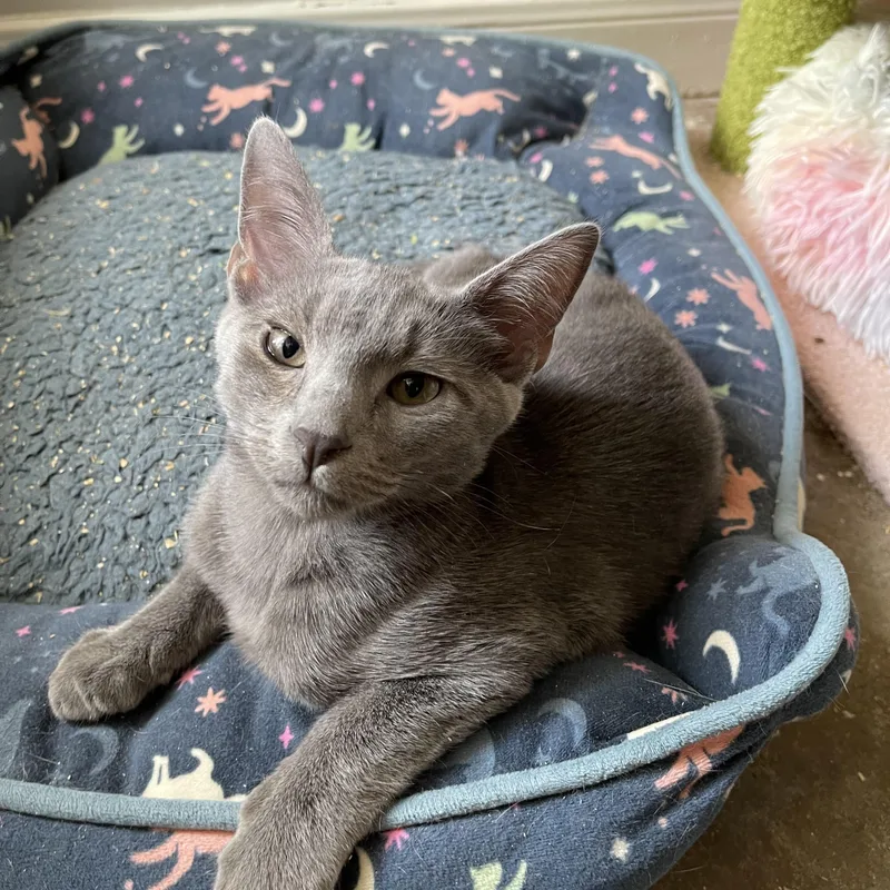 Brock  Riley Fuzzel thumbnail 2