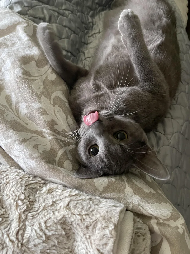 Brock  Riley Fuzzel thumbnail 3