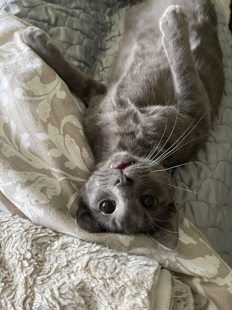 Brock  Riley Fuzzel thumbnail 4