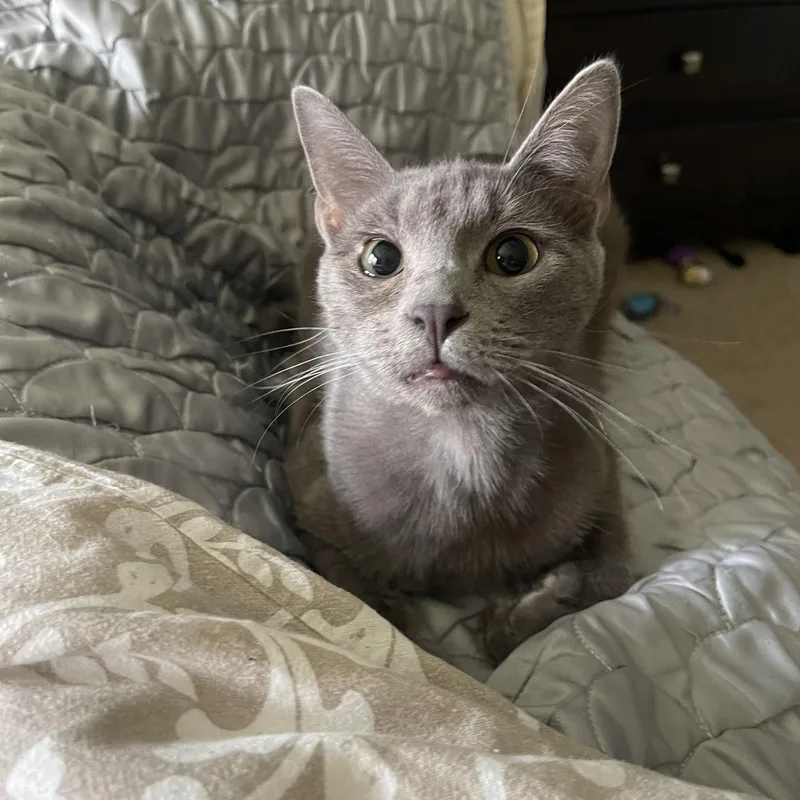 Brock  Riley Fuzzel thumbnail 5