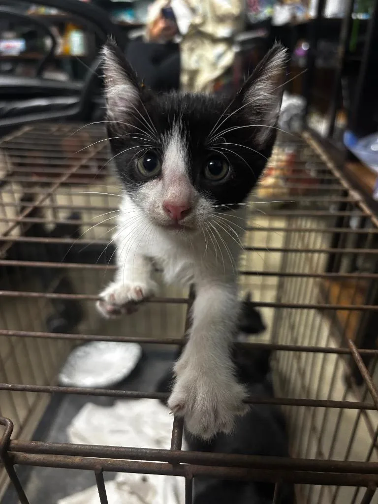A baby medium-sized male American Shorthair cat named Albatross for adoption in Rockport, TX