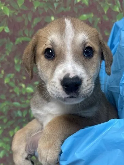 A young small-sized male Shepherd dog named Yerba for adoption in San Antonio, TX