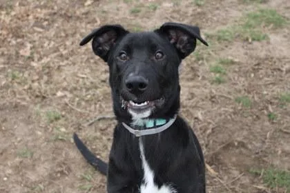 An adult medium-sized male Mixed Breed dog named Lennon for adoption in Kansas City, MO