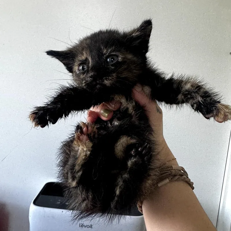 A baby small-sized female Tortoiseshell Domestic Short Hair cat named Romba for adoption in Long Beach, CA