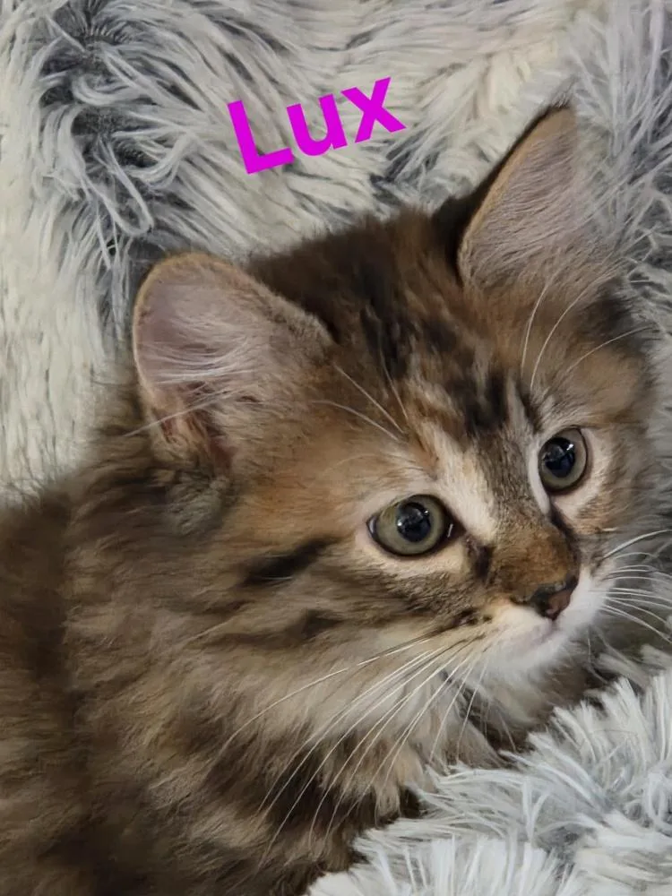 A baby small-sized female Domestic Long Hair cat named Lux for adoption in Dallas, TX