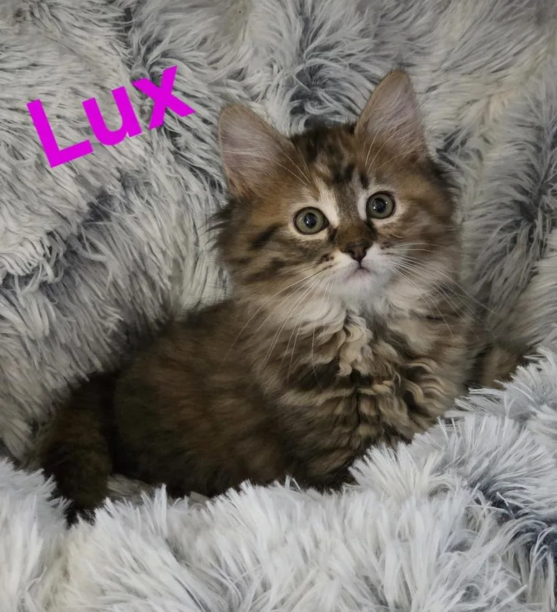 Lux thumbnail 2