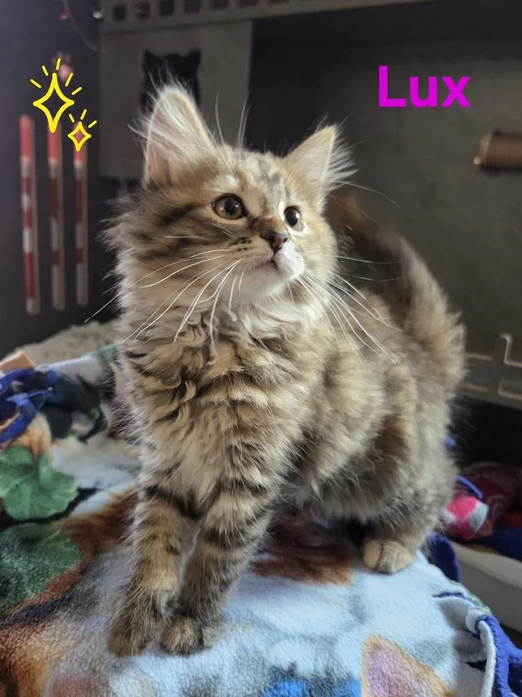 Lux thumbnail 4