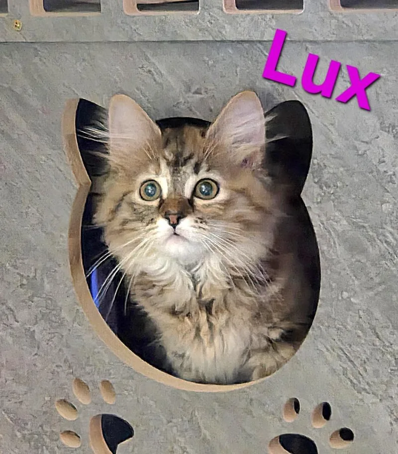 Lux thumbnail 5
