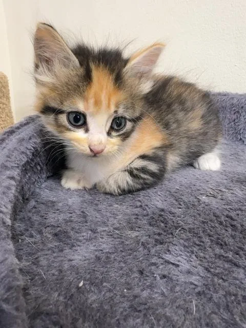 A baby medium-sized female Calico cat named Dilly for adoption in Monroe, GA