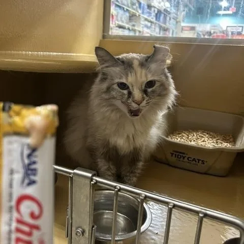 Elsa
