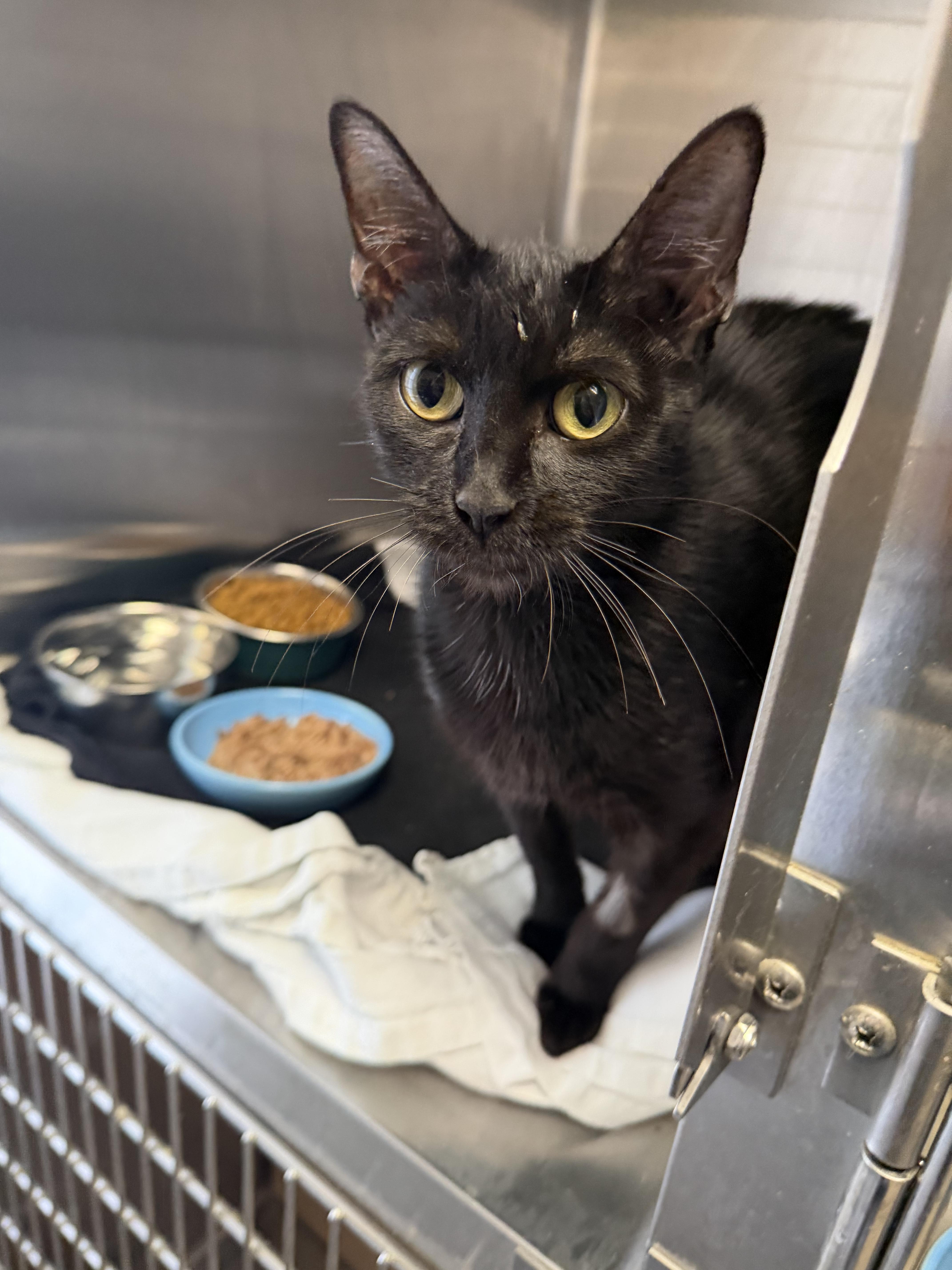 A young medium-sized female Black Domestic Short Hair cat named Stringbean for adoption in Kankakee, IL