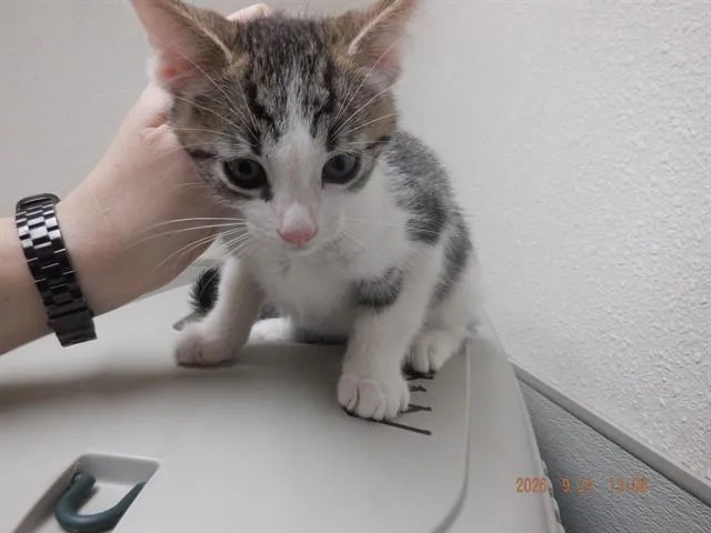 A baby small-sized male Domestic Short Hair cat named A for adoption in Oroville, CA
