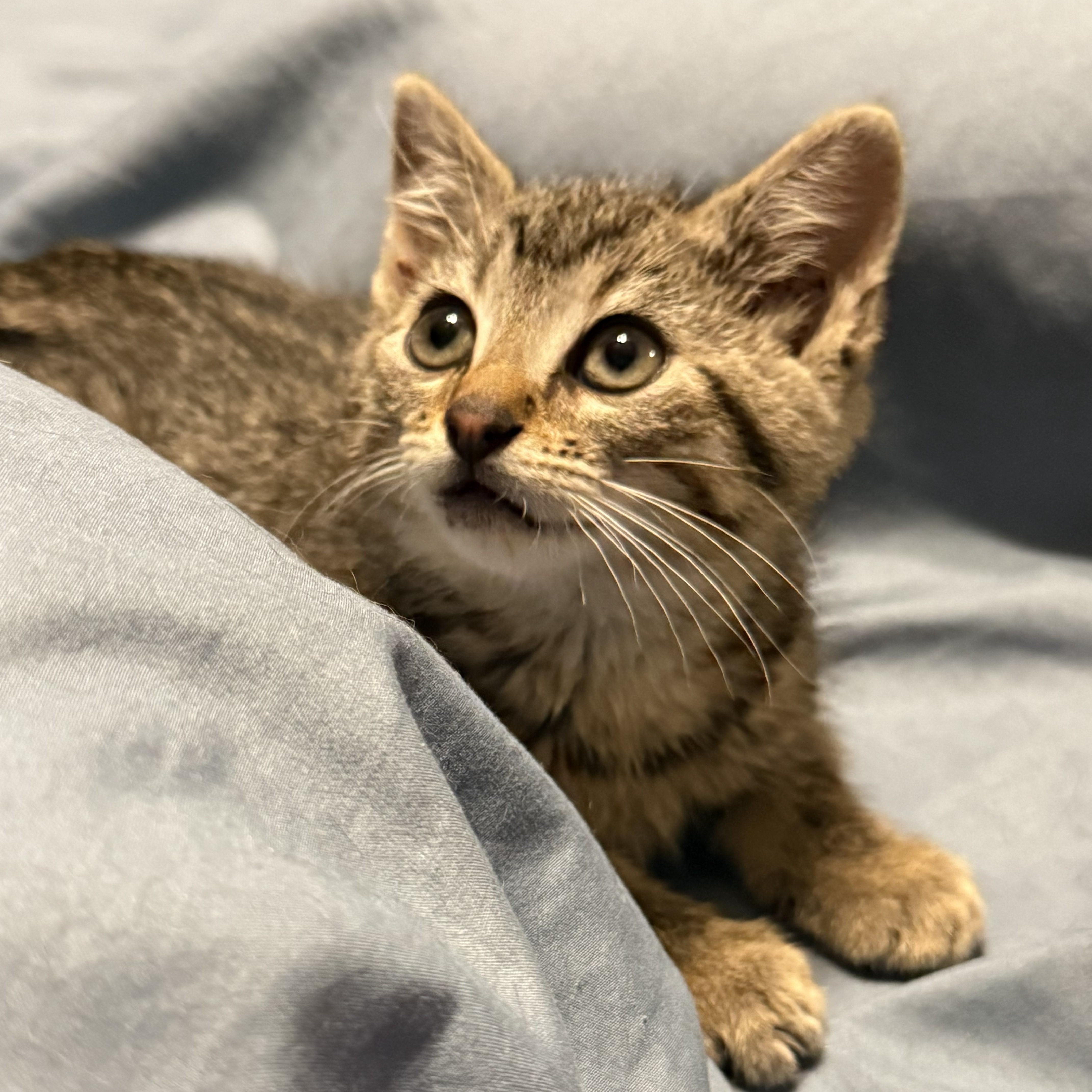 A baby medium-sized male Tabby (Gray / Blue / Silver) Domestic Short Hair cat named Hendrix for adoption in De Soto, IA