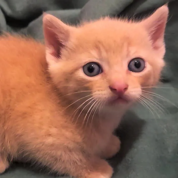 A baby small-sized male Orange / Red Domestic Short Hair cat named Toad for adoption in Chattanooga, TN