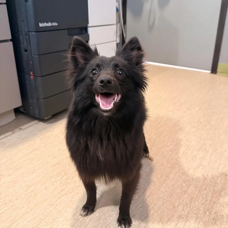 A young small-sized male Black Mixed Breed dog named Miles for adoption in Red House, WV