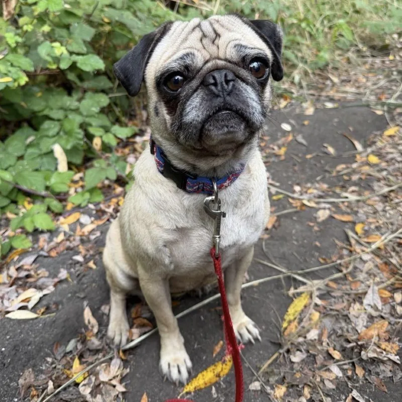 An adult small-sized female Pug dog named Mila for adoption in Pacifica, CA