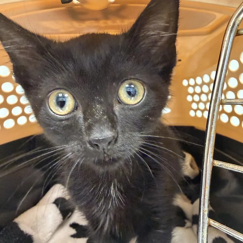 A baby small-sized male Domestic Short Hair cat named Binx for adoption in Cumming, GA