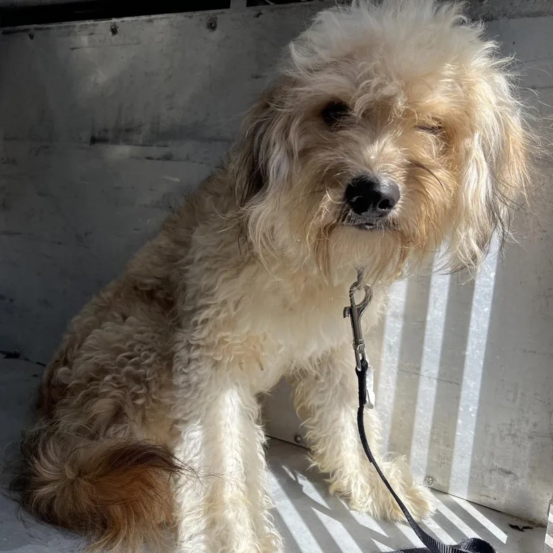 An adult small-sized male Terrier dog named Shag for adoption in Edinburg, TX