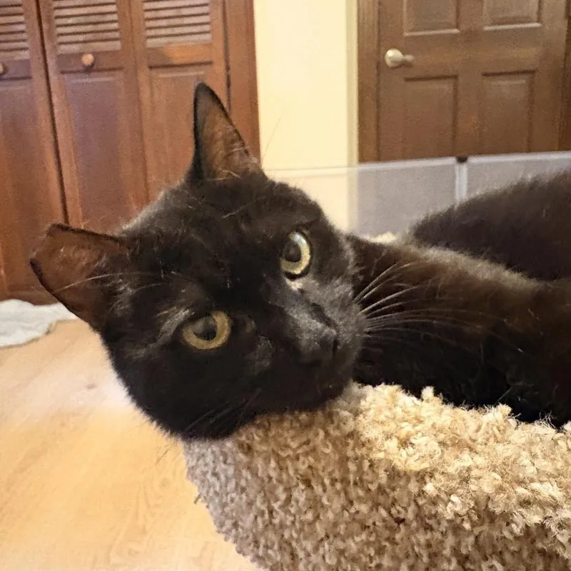 An adult medium-sized female Domestic Short Hair cat named Cricket for adoption in Cumming, GA