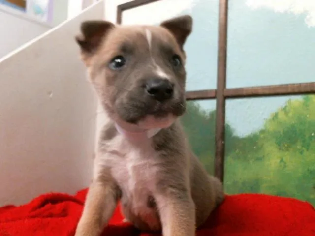 A baby small-sized male German Shepherd Dog dog named Viggo for adoption in Houston, TX