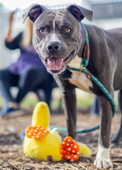 An adult large-sized male Mixed Breed dog named Calculator for adoption in Chamblee, GA