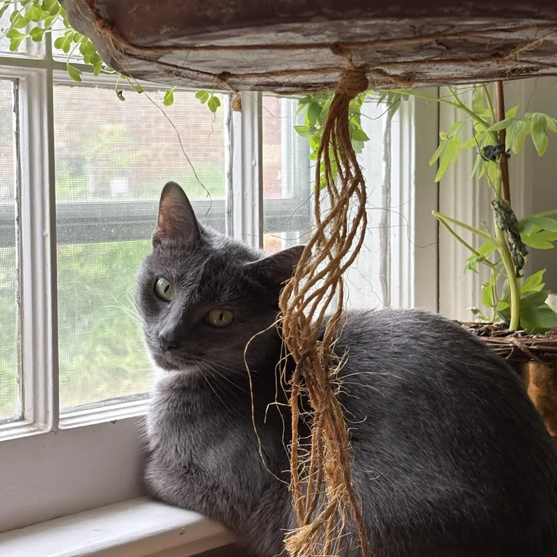 A young medium-sized female Gray / Blue / Silver Domestic Short Hair cat named Holly The Mama Cat for adoption in Fairfax, VA
