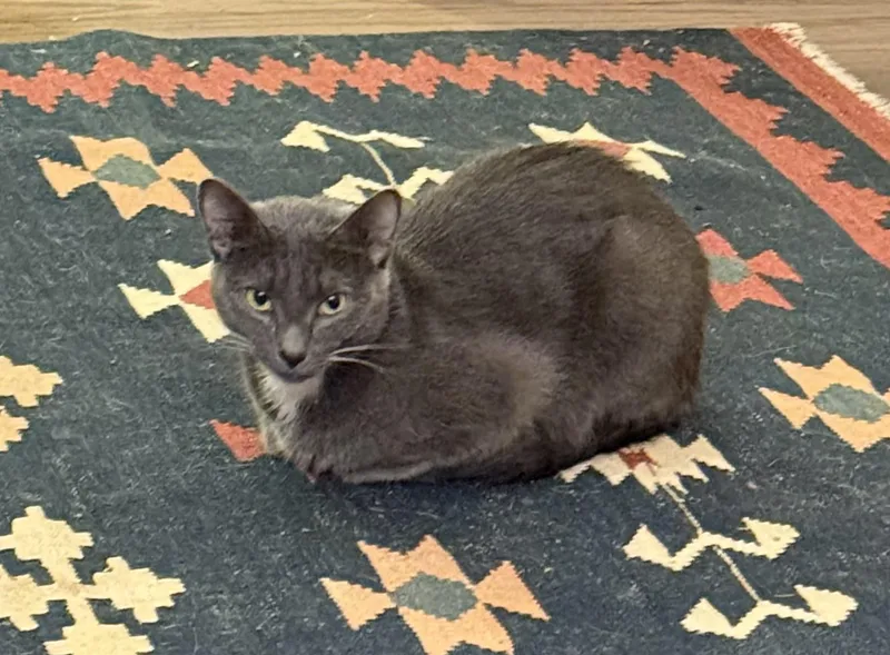 Holly The Mama Cat thumbnail 2