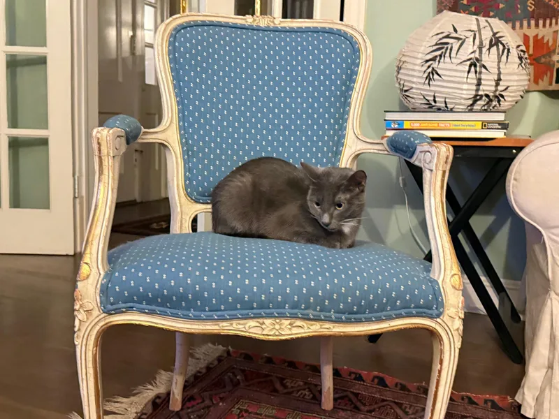 Holly The Mama Cat thumbnail 3
