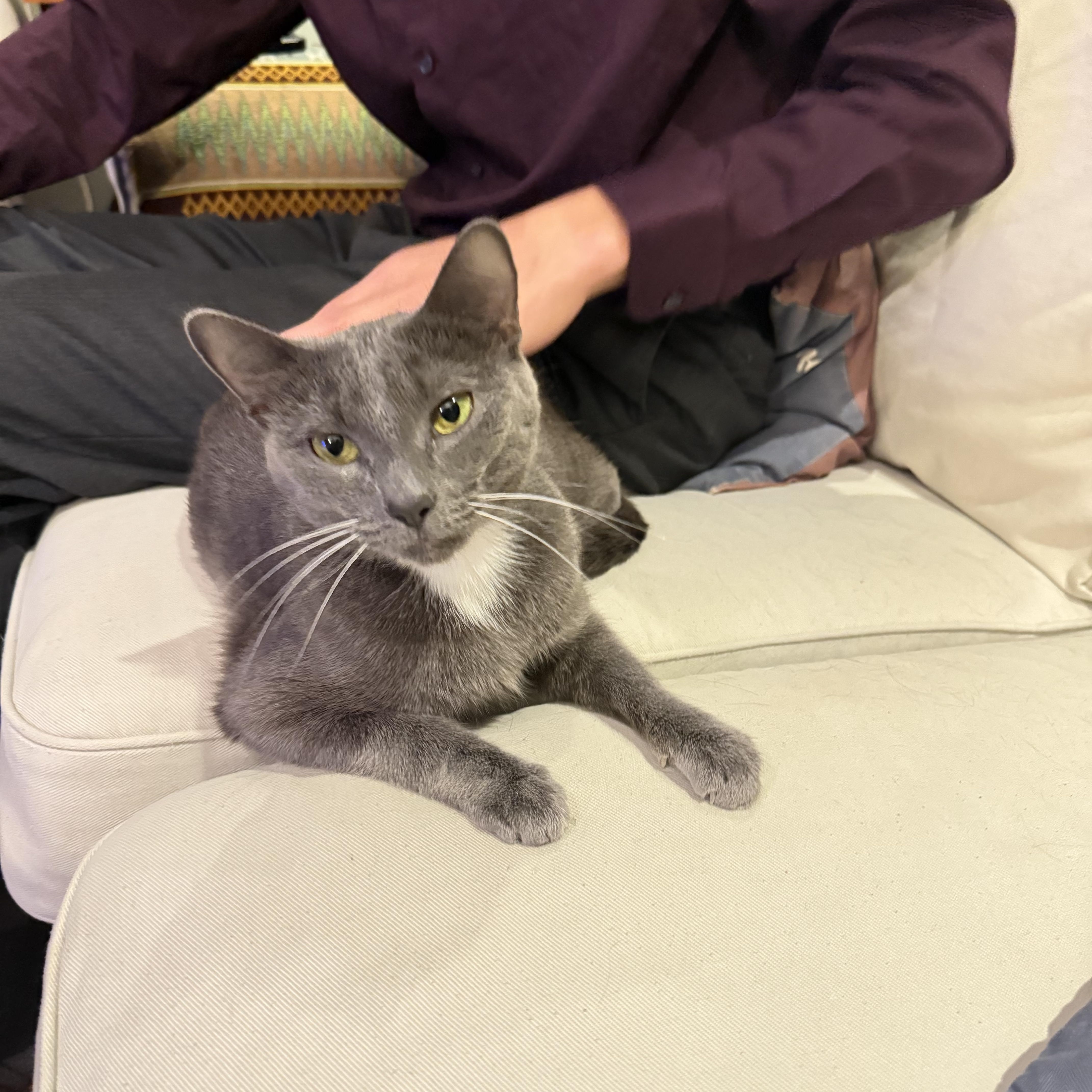 Holly The Mama Cat thumbnail 4