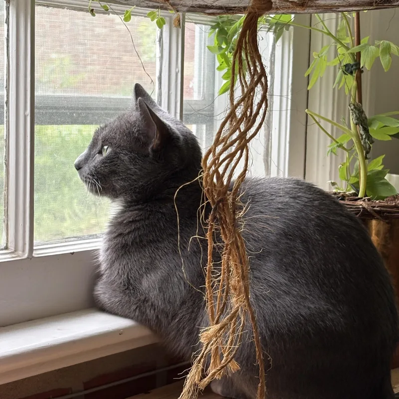 Holly The Mama Cat thumbnail 5