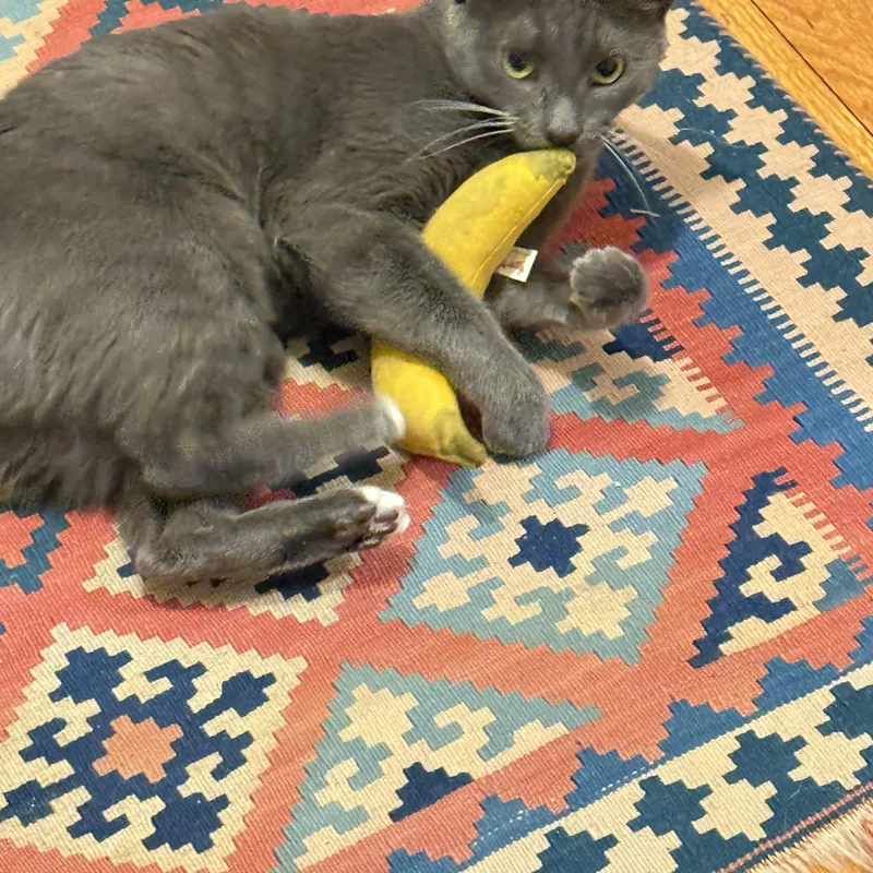 Holly The Mama Cat thumbnail 6