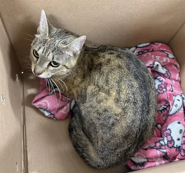 A young small-sized female Domestic Short Hair cat named Rue for adoption in Boston, MA