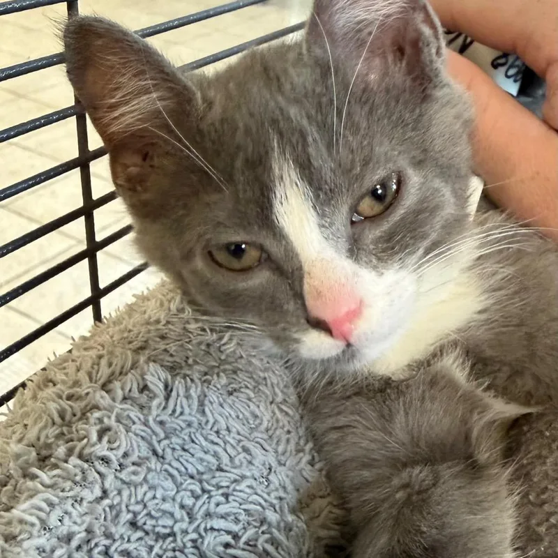 A baby small-sized male Gray / Blue / Silver Domestic Short Hair cat named Ziggy for adoption in Birmingham, AL