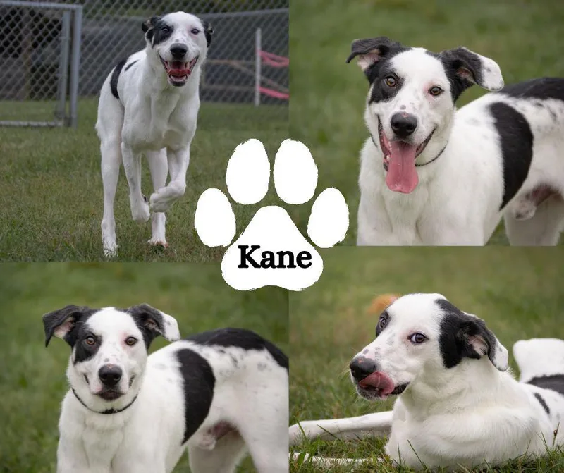A young medium-sized male Hound dog named Kane for adoption in Winchester, KY