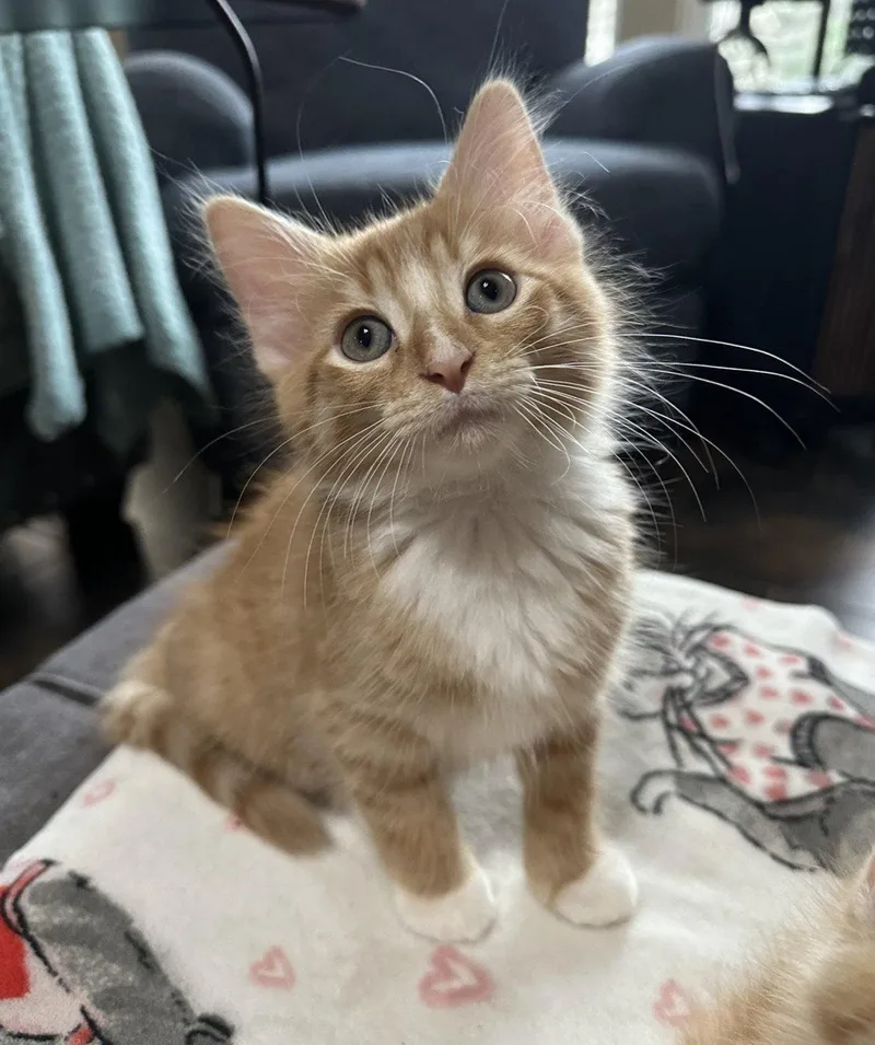 A baby large-sized male Orange & White Domestic Long Hair cat named Sriracha for adoption in Rosenberg, TX