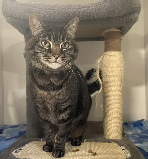 A senior medium-sized female Domestic Short Hair cat named Asami for adoption in Oceanside, CA