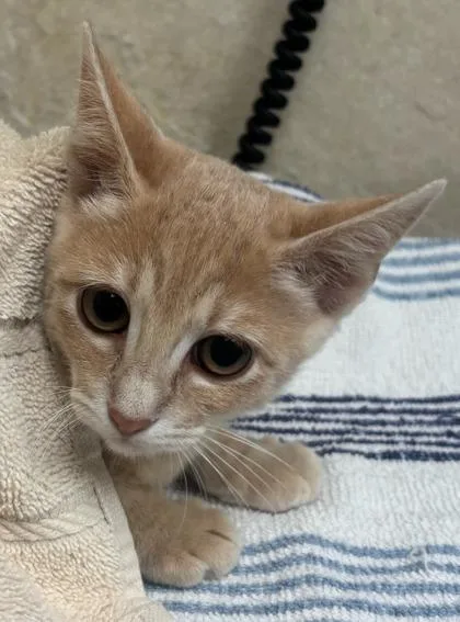 A baby small-sized female Domestic Short Hair cat named Cola for adoption in Honolulu, HI